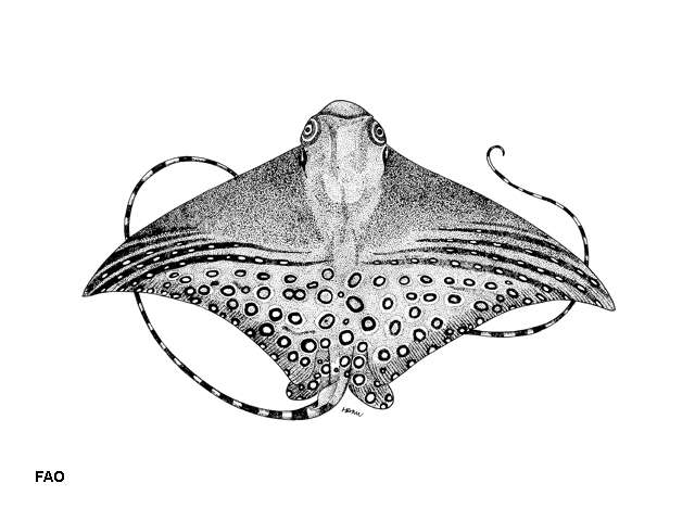صورة Aetomylaeus milvus (Müller & Henle 1841)