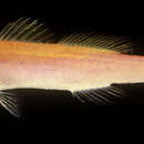 Image of Earle&;s splitfin