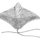 Image of Aetomylaeus vespertilio (Bleeker 1852)