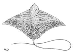 Image of Ornate Eagle Ray