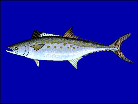 Image of Atlantic Spanish Mackerel