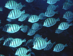 Image of Convict Surgeonfish