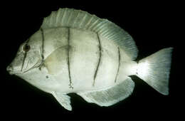 Image of Convict Surgeonfish