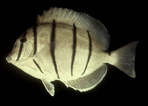 Imagem de Acanthurus triostegus (Linnaeus 1758)