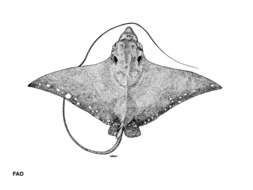 صورة Aetobatus ocellatus (Kuhl 1823)