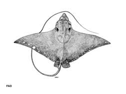 Image of Ocellated Eagle Ray