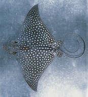 صورة Aetobatus ocellatus (Kuhl 1823)