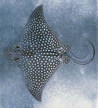 Image of Ocellated Eagle Ray