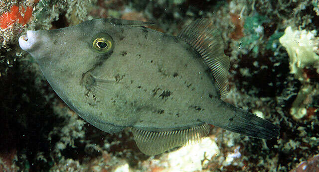 Image of Roundtail filefish