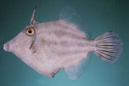 Image of Roundtail filefish