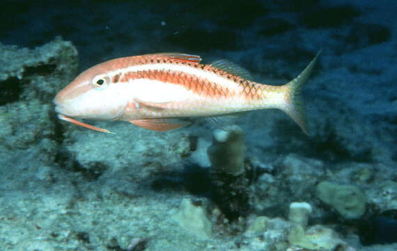 Image of Gold-thread goatfish