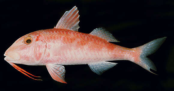 Image of Gold-thread goatfish