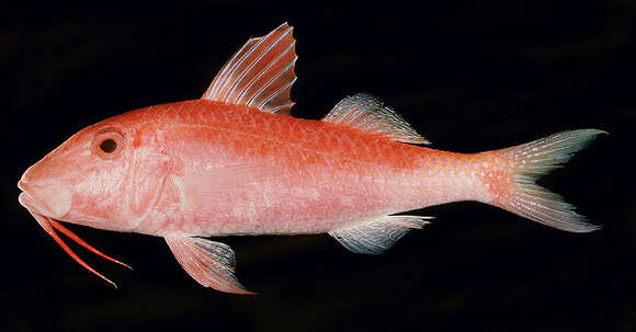 Image of Gold-thread goatfish