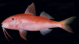 Image of Gold-thread goatfish