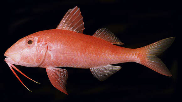 Image of Gold-thread goatfish