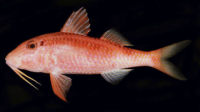 Image of Gold-thread goatfish