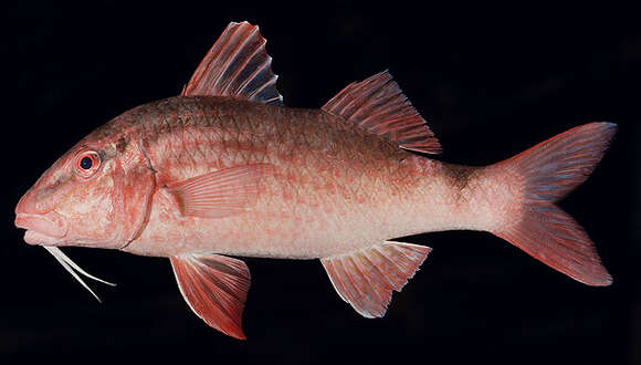 Image of Whitesaddle goatfish