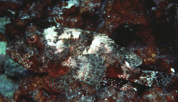 Image of Shortnose scorpionfish