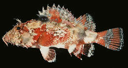 Image of Shortnose scorpionfish