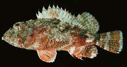 Image of Shortnose scorpionfish