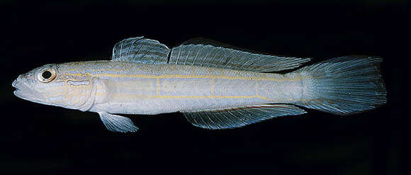 Image of Ladder goby