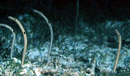 Image of Black spotted garden eel