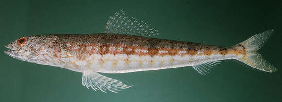 Image of Sand lizardfish