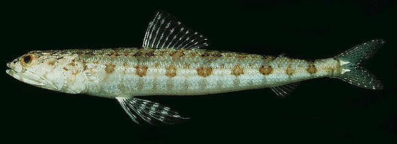 Image of Sand lizardfish