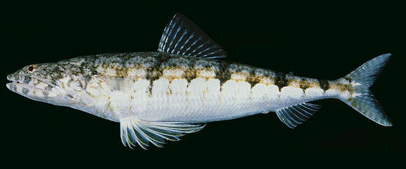 Image of Sand lizardfish