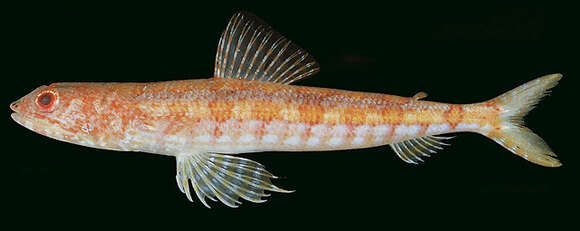 Image of Sand lizardfish