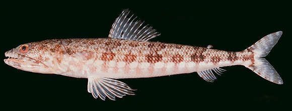 Image of Sand lizardfish