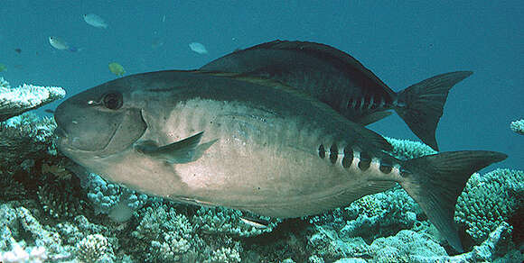 Image of Sawtail surgeonfish