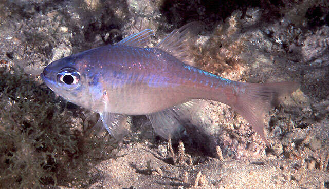 Image of Leas cardinalfish