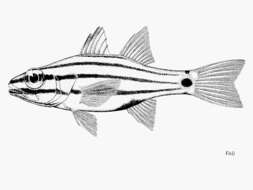 Sivun Cheilodipterus novemstriatus (Rüppell 1838) kuva