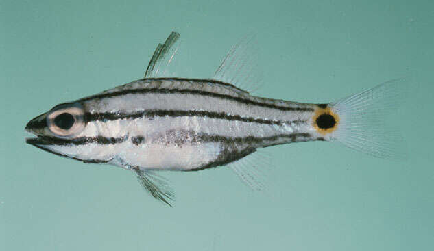 Image of Indian Ocean twospot cardinalfish