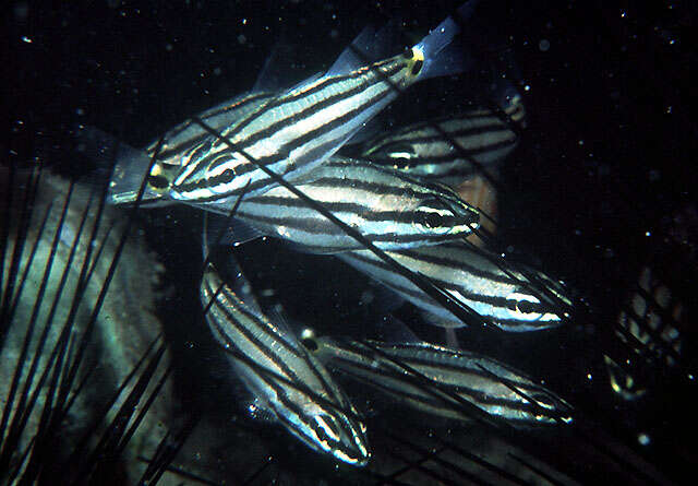 Image of Indian Ocean twospot cardinalfish