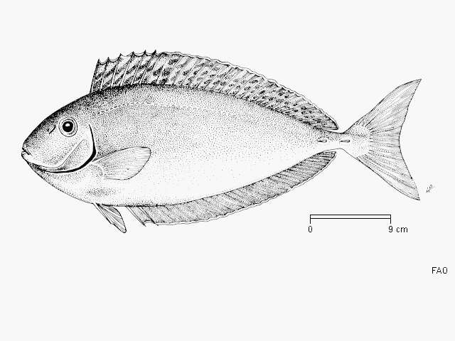 Image of Black Unicornfish