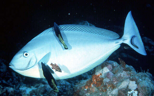 Image of Black Unicornfish