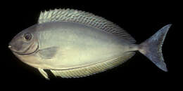 Image of Black Unicornfish