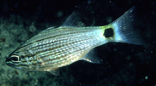 Image of Aqaba Cardinalfish