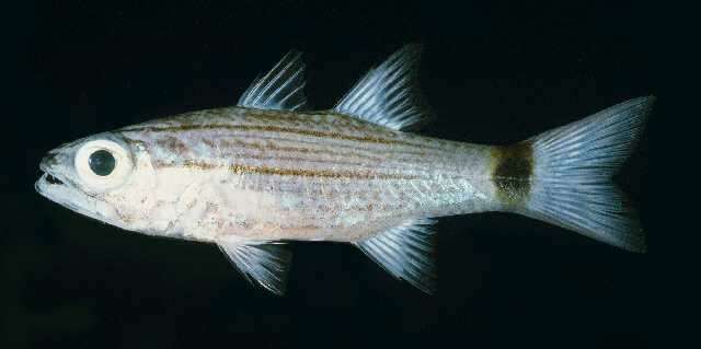 Image of Aqaba Cardinalfish