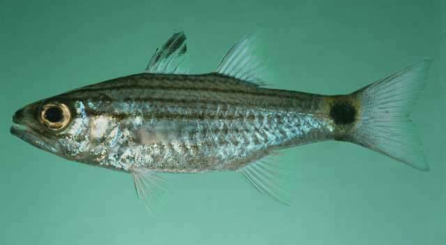 Image of Aqaba Cardinalfish