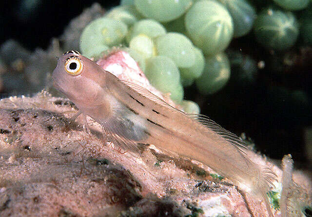 Image of Fourline blenny