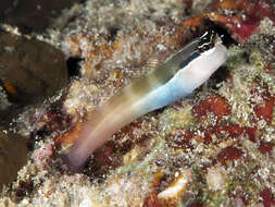 Image of Banda coralblenny