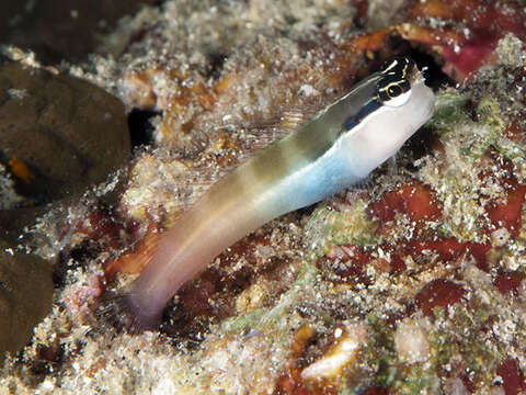 Image of Banda coralblenny