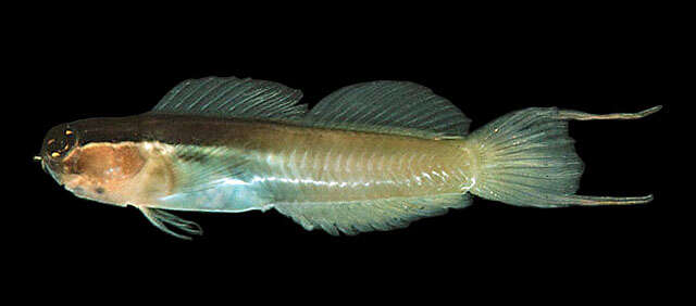 Image of Banda coralblenny