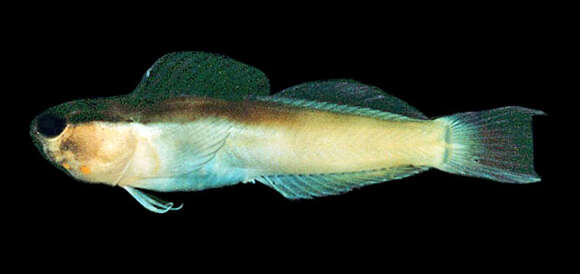 Image of Banda coralblenny