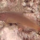 Image of Smooth-fin blenny