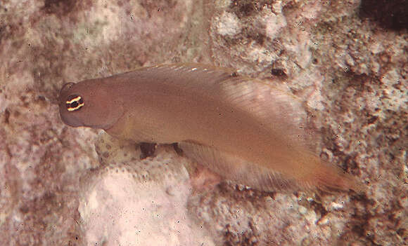 Image of Smooth-fin blenny