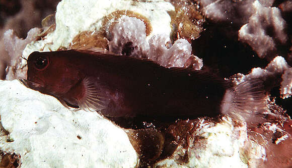 Image of Smooth-fin blenny